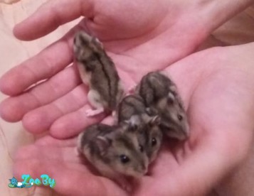 Джунгарские хомяки в дар