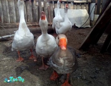 Гуси (Гусаки и гуски) возраст 10 месяцев