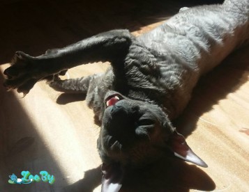 Котик КОРНИШ РЕКС в добрые терпеливые руки