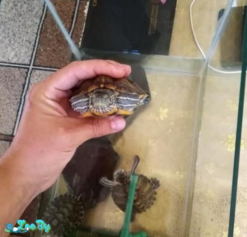Красноухая черепаха продажа
