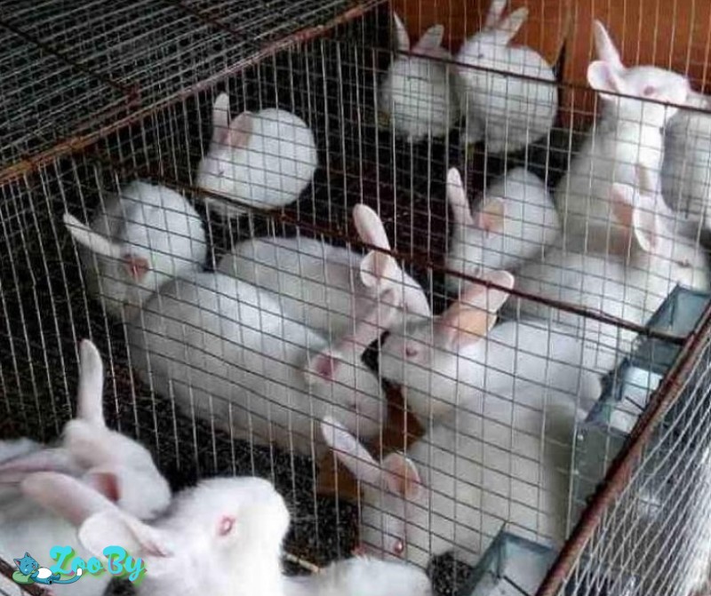 Кролики Белый Паннон 2-4 месяца
