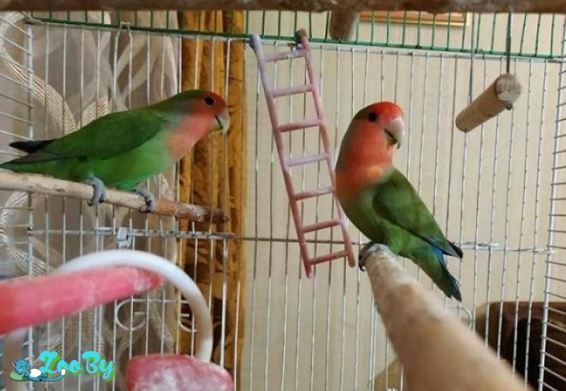 Попугаи неразлучники розовощекие, самец и самочка