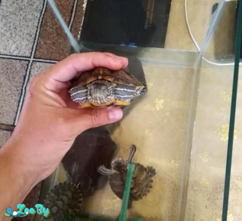 Красноухая черепаха Мальчик и девочка