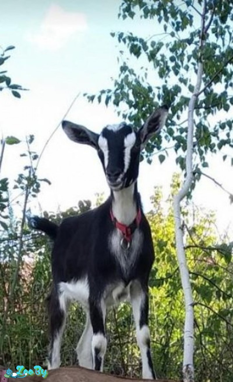 Альпо-нубийская процентная коза,9 мес.