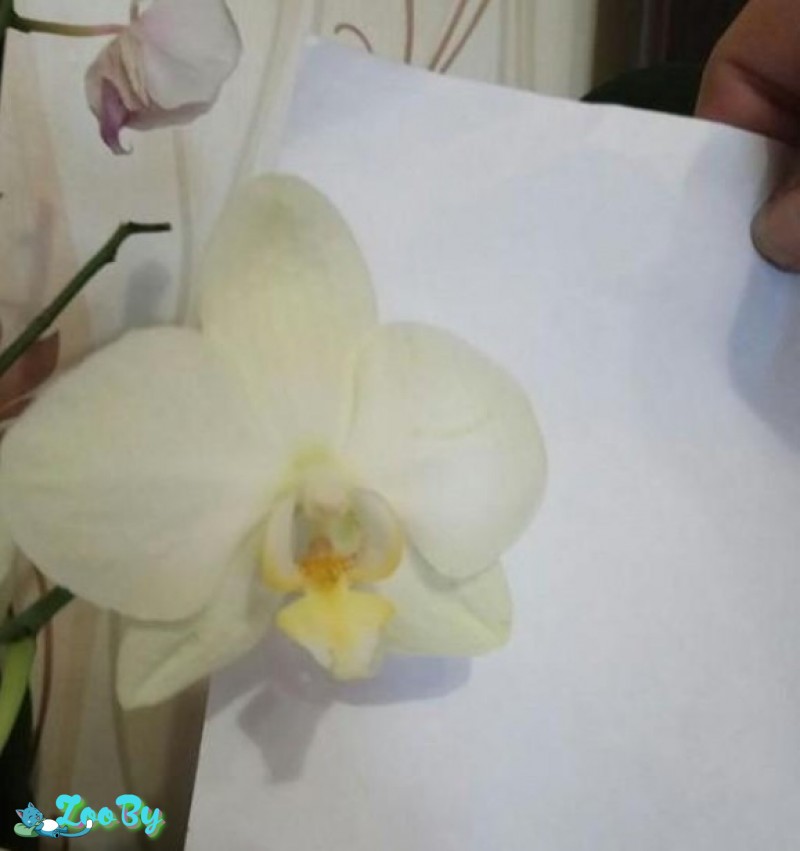 Продам пенёк с детской Орхидеей