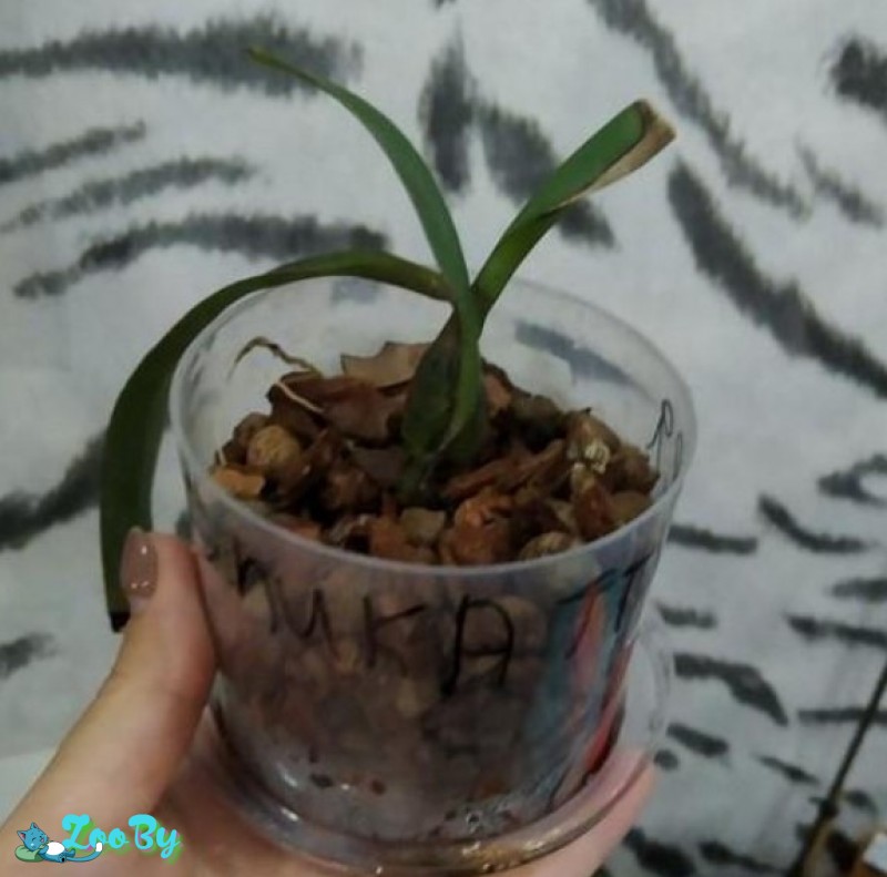 Орхидея Эпикаттлея