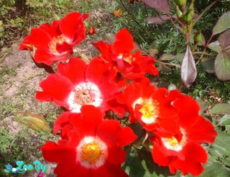 Розы плетистые, флорибунды и др. Саженцы большие