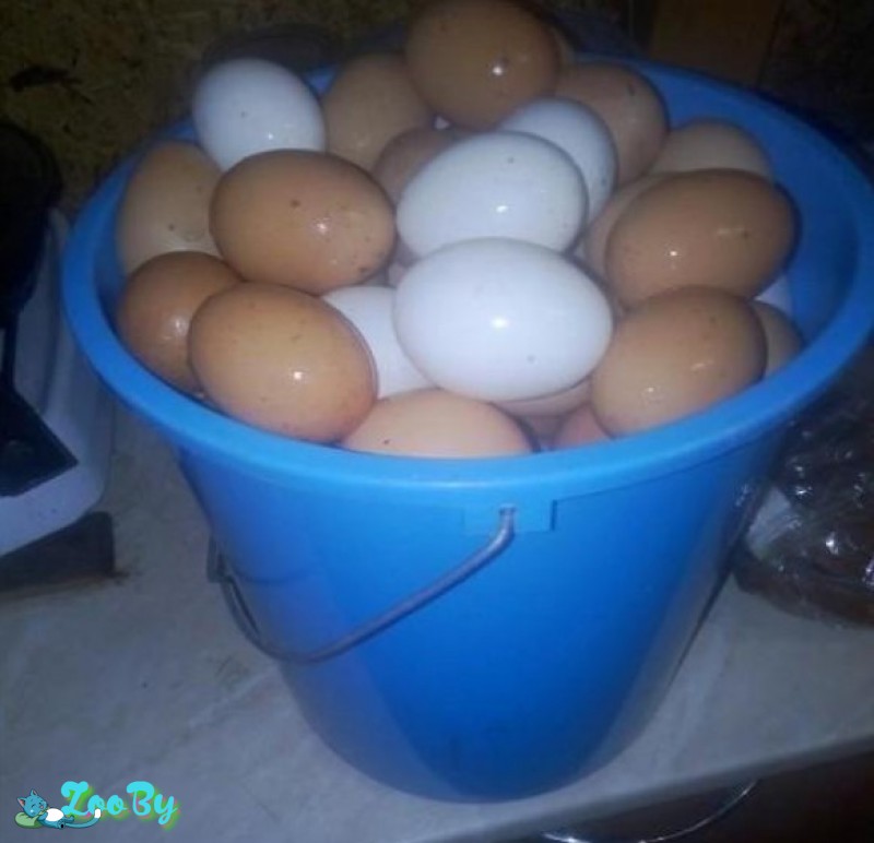Продам куриное яйцо домашние