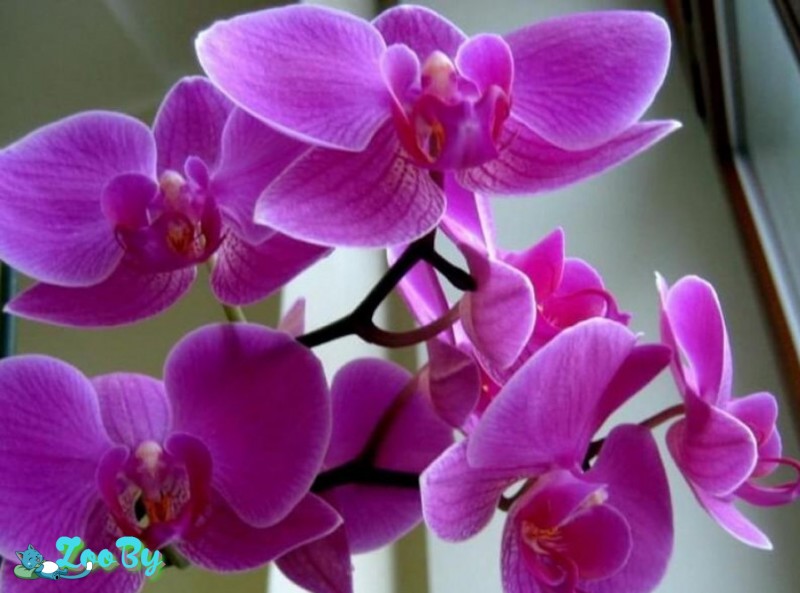 Продам вазон с цветком Орхидеи