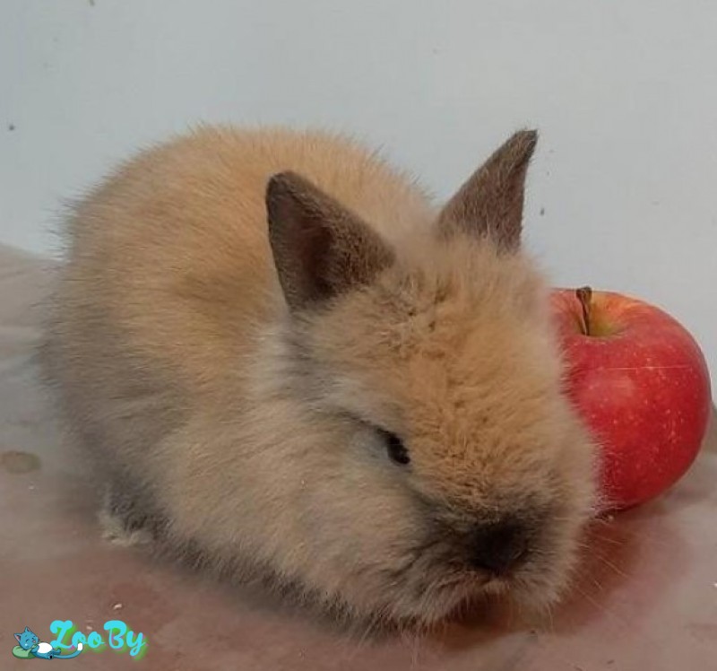 Декоративный кролик ,в дар . Возраст 1,5 месяца