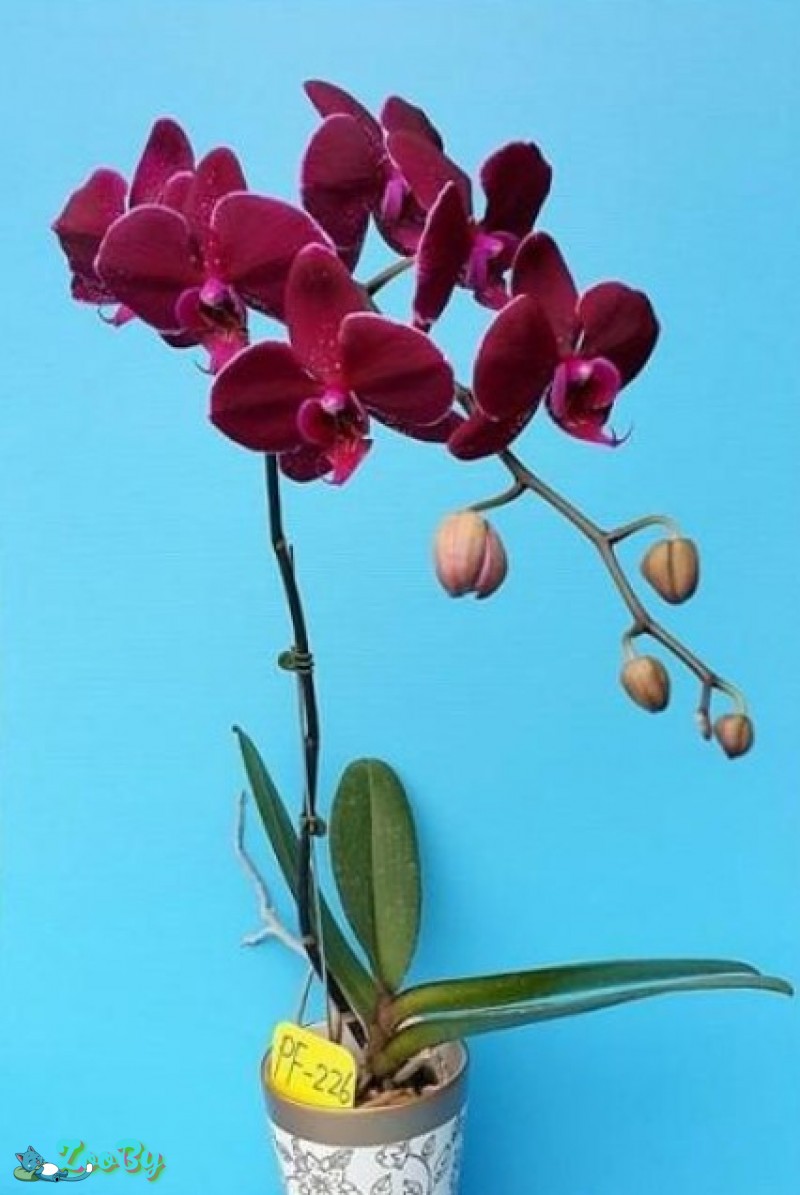 Орхидея цветы 9-10 см+ Камбрия в подарок