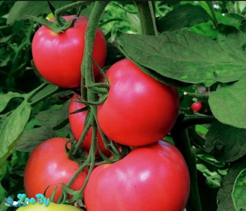 Семена розового томата ''Хепинет''