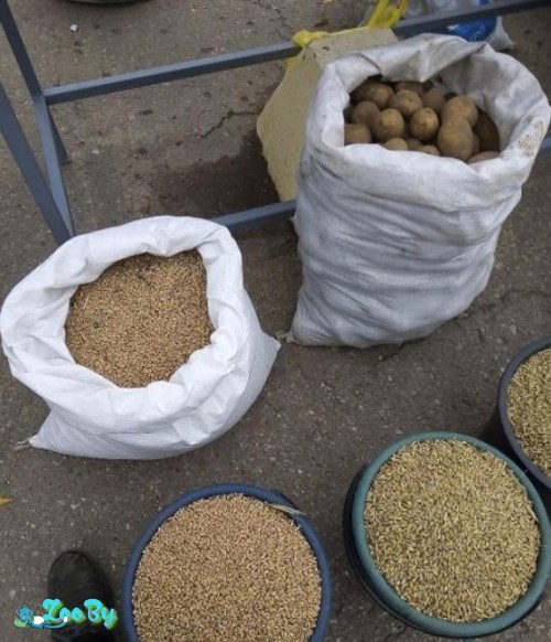 Пшеница Ячмень Овёс Мешок 5 вёдер 40 килограмм