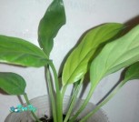 Screenshot_1042