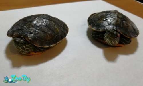 Черепахи красноухие даром + 2 плотика и корм Бесплатно