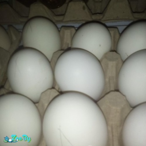Инкубационные яйца чистопородных кур