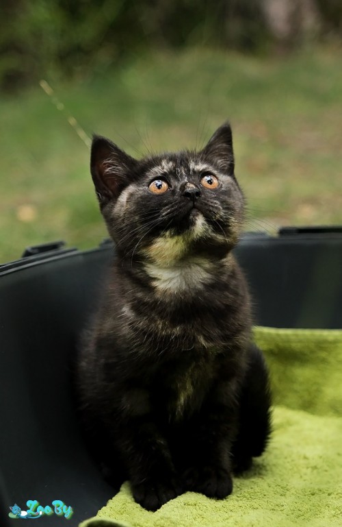 Британский котенок дымчатого окраса