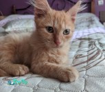 Костик1
