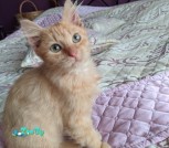 Костик3