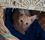 Костик