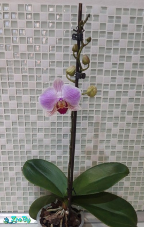 Продам цветок орхидею 