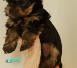 IMG-2a2256c8370497e12cc212024759dd51-V