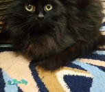 кот 2