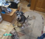 изображение_viber_2021-02-02_19-44-58