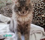 cat1