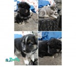 IMG-aff45bd426aa16bda648293c80a20aba-V