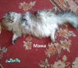 мама