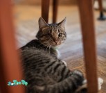 IMG_0278