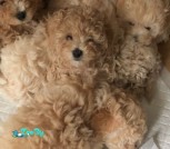 maltipoo-puppy-ready-now-60af959ba5283