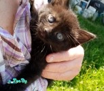 котята2