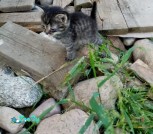 котята3