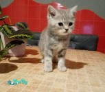 изображение_viber_2021-06-24_23-39-291525