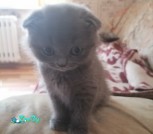 dVAcCu_VLVY