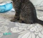 IMG-87c34f76bbe6b548155b941fae745eca-V