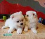 изображение_viber_2021-07-29_19-17-12-624