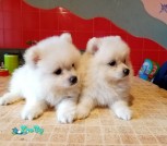 изображение_viber_2021-07-29_19-17-15-137