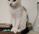 Кнопочка (4)
