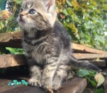 кошечка