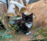 IMG-4284721cfc2d4744dcf195c505f1e07c-V