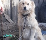 собака1