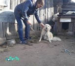 собака4