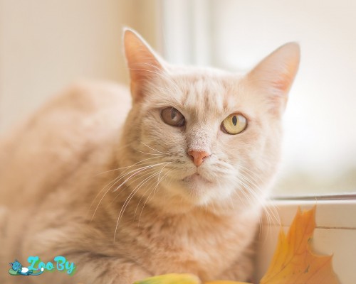 Остин - персиково-рыжий красавец котик в дар