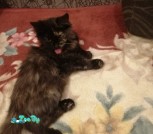 IMG-fb6885a2554dcdeb0a033bacf8c342d1-V