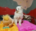 изображение_viber_2021-11-26_21-34-13-999