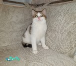 IMG-974ee45d22095fcbfb8f878edec9b963-V