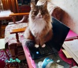 изображение_viber_2022-01-04_20-42-48-344